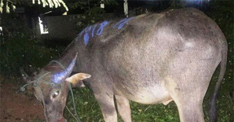 Trâu điên húc nhiều người đi đường, tấn công cụ bà bị thương