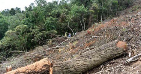 Bắc Kạn: Nhiều lãnh đạo xã chỉ đạo người thân tàn phá rừng trái phép