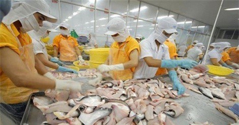 Chỉ còn dưới 3 doanh nghiệp xuất cá tra sang Mỹ