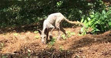 Sự thật về quái thú hút máu gây nên nỗi khiếp sợ tại Mỹ Latinh