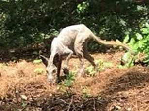 Sự thật về quái thú hút máu gây nên nỗi khiếp sợ tại Mỹ Latinh