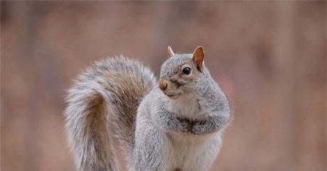 Top 10 loài động vật có vú mang thai ngắn nhất