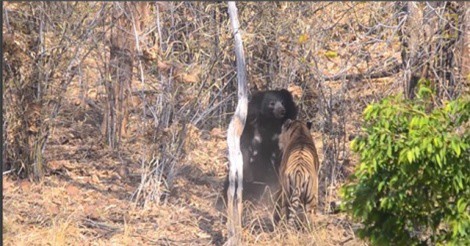 Clip: Cuộc “thư hùng” giữa gấu đen và “chúa sơn lâm”