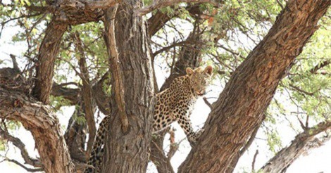 Clip: Báo đốm tấn công đại bàng, trả thù cho con