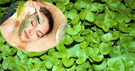 Mặt nạ trị mụn từ rau má, bạn đã thử chưa?