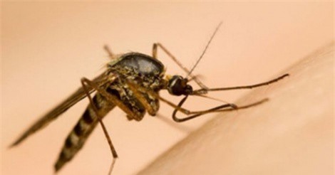 4 bệnh lây truyền do muỗi đốt