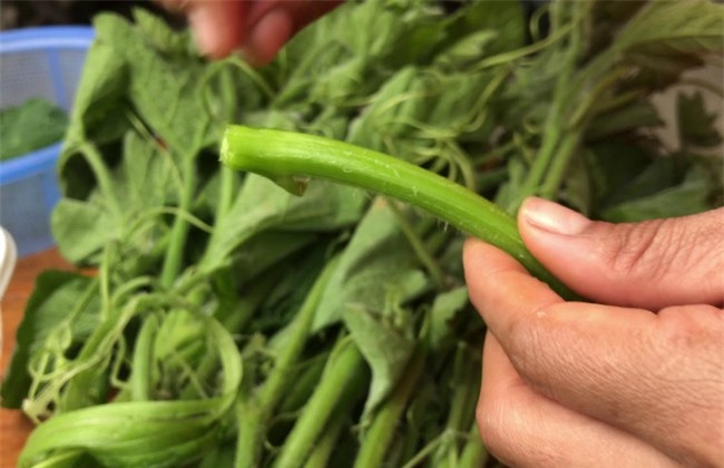 Cách nhặt rau bí nhanh gọn, hết xơ cô nàng vụng về cũng làm được