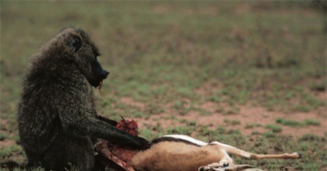 Clip: Kết cục bi thảm của linh dương Impala khi đối đầu khỉ với đầu chó