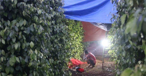 Điều tra vụ người đàn ông tử vong trong rẫy khi đi phun thuốc sâu