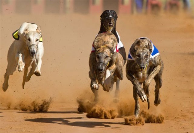 Top 10 giống chó nhanh nhất thế giới