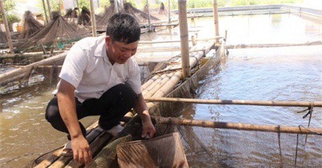 “Bắt” cá bống bớp đẻ theo ý muốn, tưởng gàn mà kiếm 5 tỷ đồng/năm