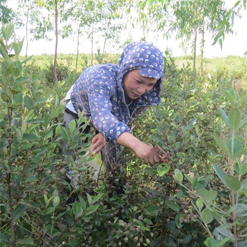 Bị gọi là "điên" khi trồng sim dại, mới đầu vụ đã thu 2 triệu đồng/ngày