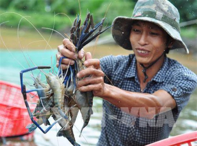 Bộ Nông nghiệp và Phát triển nông thôn khuyến cáo nên đẩy mạnh nuôi tôm sú