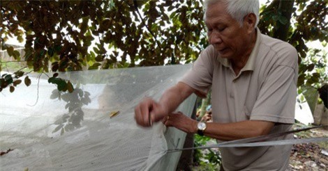 Chuyện nghiêm chỉnh: Mắc màn nuôi... ếch