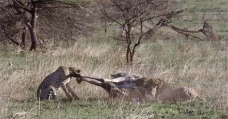 Clip: Báo săn hạ sát đà điểu trong chớp mắt
