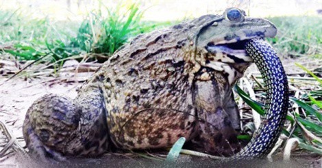 Clip: "Há hốc mồm" với màn cứu con ngoại mục của ếch yêu tinh