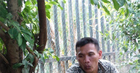 Độc chiêu dùng gà mái đẻ ấp trứng le le… bỏ túi bạc tỷ