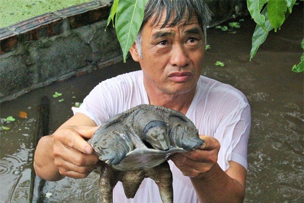 Nuôi thú lạ, lão nông thu về hàng trăm triệu đồng mỗi năm