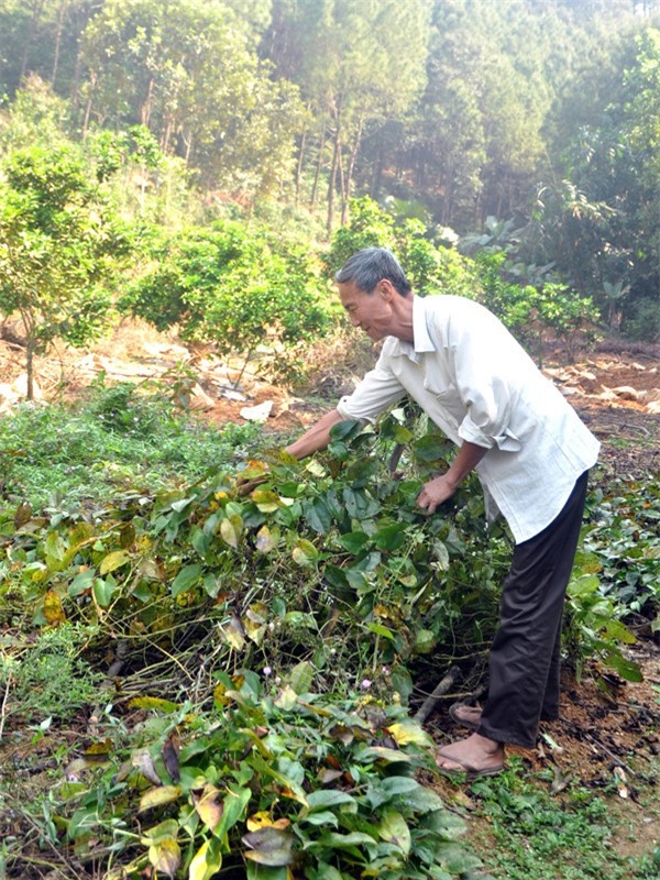 Trồng 3 sào củ mài, người cựu chiến binh lãi ròng 150 triệu đồng/năm