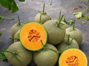 Trồng dưa vàng thơm cho lãi hơn 400 triệu đồng/ha