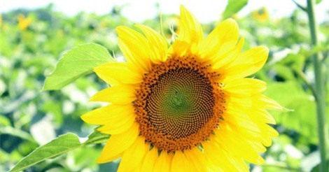 Tử vi 12 cung hoàng đạo ngày 3/6