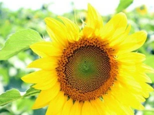 Tử vi 12 cung hoàng đạo ngày 3/6