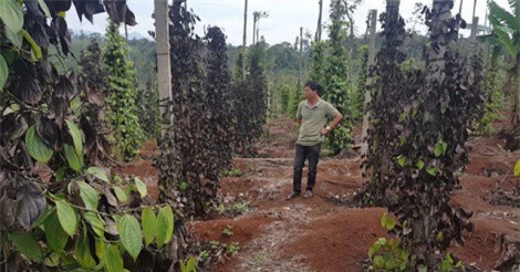 Vì sao nhóm giang hồ đòi trăm triệu tiền bảo kê vườn tiêu lộng hành?