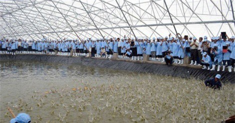 Bàn giải pháp phát triển ngành tôm bền vững