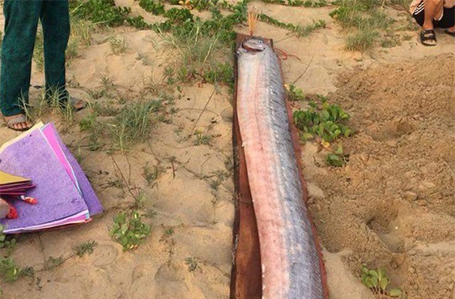 Cá hố rồng “khủng” liên tiếp chết dạt bờ biển Quảng Bình