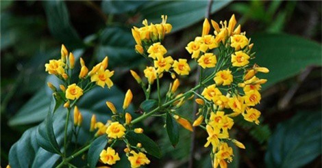 Chứng kiến cha say xỉn đánh mẹ, con trai ăn lá ngón tự vẫn