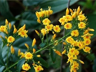 Chứng kiến cha say xỉn đánh mẹ, con trai ăn lá ngón tự vẫn