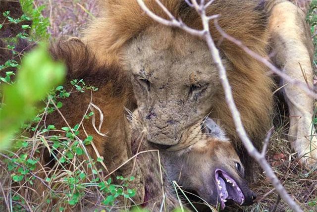 Clip: Những cuộc chiến đẫm máu giữa sư tử và linh cẩu
