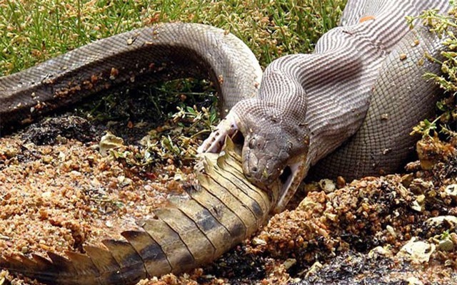 Clip: Trăn khổng lồ "thanh toán" cá sấu với tốc độ ánh sáng