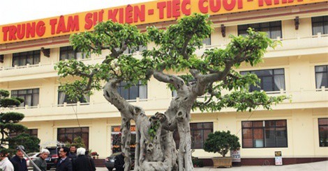 Đại gia Phú Thọ kể chuyện vác 'bao tải tiền' đi mua cây sanh 'ngai vàng'