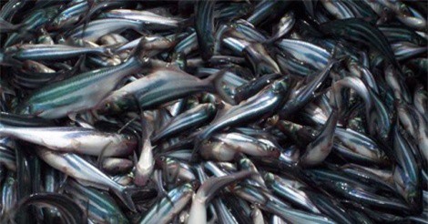 Giá cá tra giống bất ngờ giảm mạnh