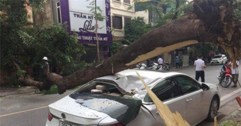Hà Nội: Xe Lexus bất ngờ bị cây đổ đè bẹp trên phố