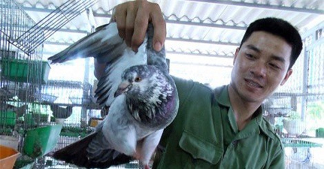 Những triệu phú làm giàu từ chim bồ câu