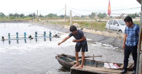 Cho tôm ăn tỏi, nông dân Nghệ An thu lãi nửa tỷ đồng mỗi vụ