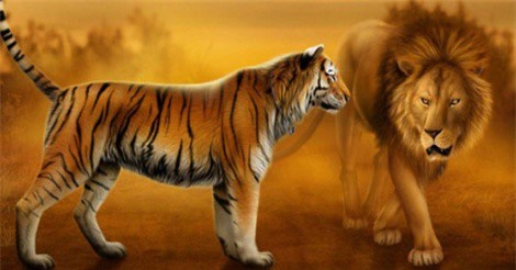 Clip: Nín thở với cuộc chiến tàn khốc giữa hổ và sư tử