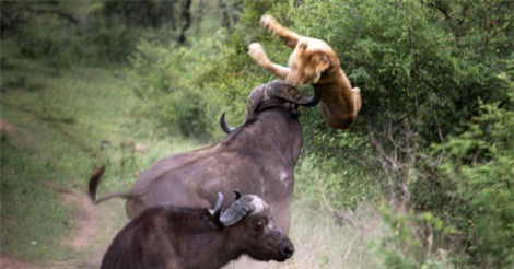 Clip: Trâu rừng “nổi điên” tấn công sư tử, giải cứu kỳ đà