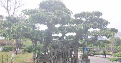 Gốc sanh "phúc lộc thọ trường" của đại gia Hà Nội đẹp cỡ nào mà có giá 10 tỷ đồng?