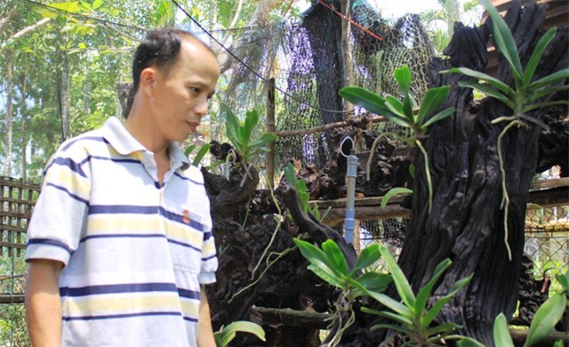 Kiếm hàng trăm triệu đồng từ những gốc cây khô