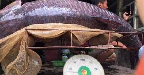 Ngư dân bắt được cá trắm đen "khủng" 71kg gần hồ Thác Bà