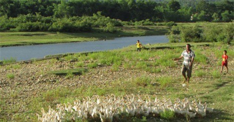 Nuôi vịt, cá sinh thái trên sông Giăng thu trăm triệu mỗi năm