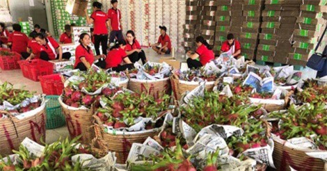 Thanh long xuất khẩu hơn 100 triệu USD/tháng