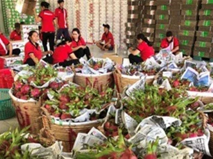 Thanh long xuất khẩu hơn 100 triệu USD/tháng