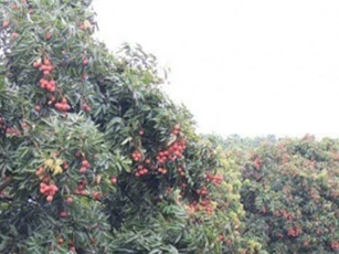 Cận cảnh cây vải tổ 39 năm cho doanh thu khủng