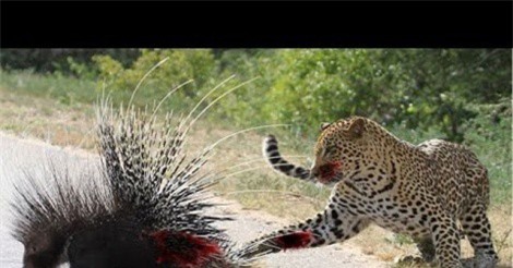 Clip: Báo hoa mai ra đòn chí mạng, hạ gục nhím 