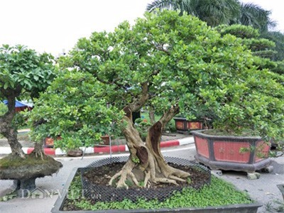 Giới mê cây cảnh "bấn loạn" vì gốc nguyệt quế dáng song thân của đại gia Nam Định