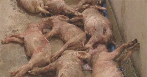 Kẻ gian đâm chết 12 con lợn của một hộ dân ở Hà Tĩnh